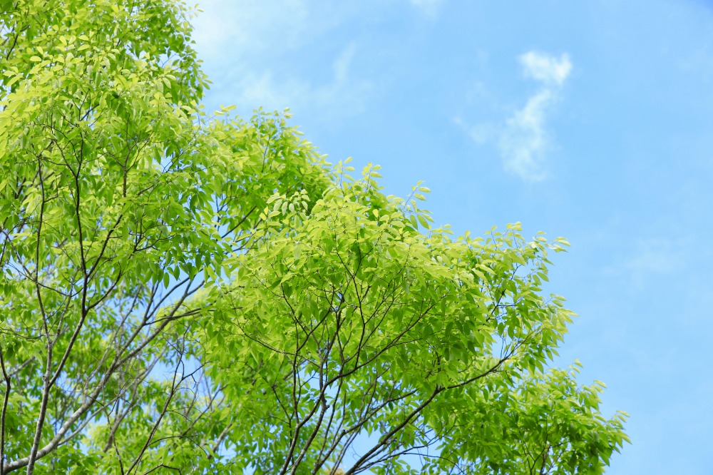 人と環境に優しい除草の匠